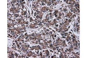 Image no. 6 for anti-Atrial Natriuretic Peptide Receptor 3 (NPR3) antibody (ABIN1499806) (NPR3 抗体)