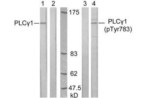 Western blot analysis of extract from A431 cells, untreated or treated with EGF (200ng/ml, 10min), using PLCγ1 (Ab-783) antibody (E021129, Lane 1 and 2) and PLCγ1 (phospho-Tyr783) antibody (E011103, Lane 3 and 4). (Phospholipase C gamma 1 抗体  (pTyr783))