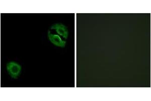 Immunofluorescence (IF) image for anti-Collagen, Type XIX, alpha 1 (COL19A1) (AA 421-470) antibody (ABIN1534359)