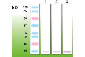 Western Blotting (WB) image for anti-Metallothionein (MT) (N-Term) antibody (ABIN870328) (Metallothionein 抗体  (N-Term))