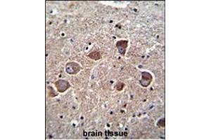 DC1A Antibody (N-term) 11185a immunohistochemistry analysis in formalin fixed and paraffin embedded human brain tissue followed by peroxidase conjugation of the secondary antibody and DAB staining. (PPAPDC1A 抗体  (N-Term))