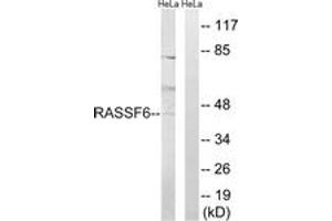 Western blot analysis of extracts from HeLa cells, using RASSF6 Antibody. (RASSF6 抗体  (AA 129-178))