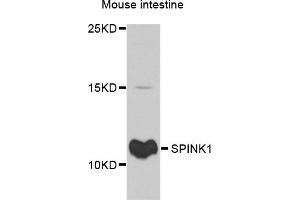 Western blot analysis of extracts of mouse intestine, using SPINK1 antibody. (SPINK1 抗体)