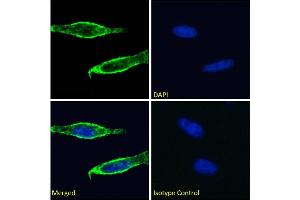 Immunofluorescence (IF) image for anti-Solute Carrier Family 3 (Activators of Dibasic and Neutral Amino Acid Transport), Member 2 (SLC3A2) antibody (ABIN7072293)