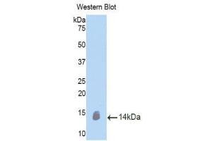 Western Blotting (WB) image for anti-Oncostatin M (OSM) (AA 116-205) antibody (ABIN1860109) (Oncostatin M 抗体  (AA 116-205))