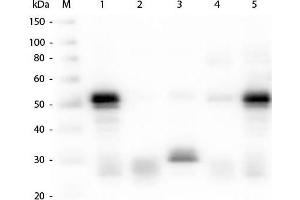 Western Blot of Anti-Rabbit IgG (H&L) (GOAT) Antibody . (山羊 anti-兔 IgG (Heavy & Light Chain) Antibody (Alkaline Phosphatase (AP)) - Preadsorbed)