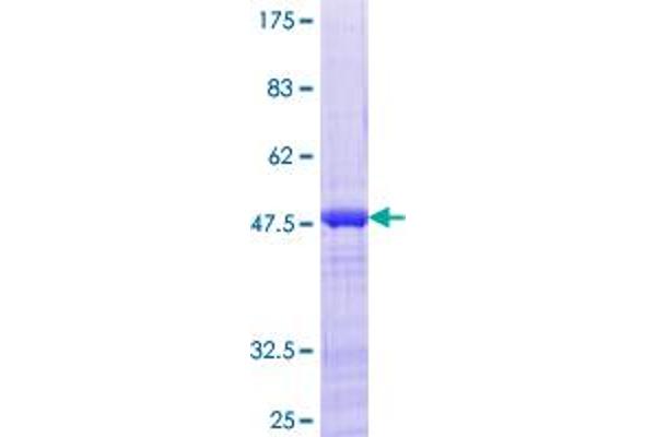JDP2 Protein (AA 1-163) (GST tag)