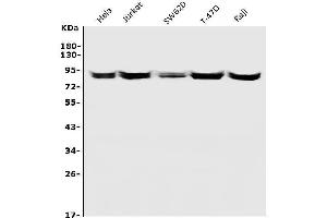 Western blot analysis of CD168/HMMR using anti-CD168/HMMR antibody (ABIN7601892).