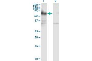 Western Blot analysis of ICA1 expression in transfected 293T cell line by ICA1 monoclonal antibody (M01), clone 6G11. (ICA1 抗体  (AA 1-110))