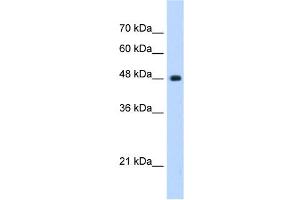 UNC84B antibody used at 0. (SUN2 抗体)