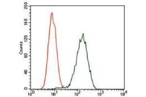 Flow cytometric analysis of Jurkat cells using GPC3 mouse mAb (green) and negative control (red). (Glypican 3 抗体)