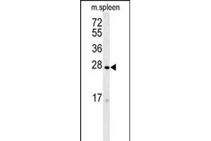 TME Antibody (N-term) (ABIN651651 and ABIN2840344) western blot analysis in mouse spleen tissue lysates (35 μg/lane). (TMEM134 抗体  (N-Term))