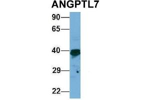 Host:  Rabbit  Target Name:  ANGPTL7  Sample Type:  293T  Antibody Dilution:  1. (ANGPTL7 抗体  (Middle Region))