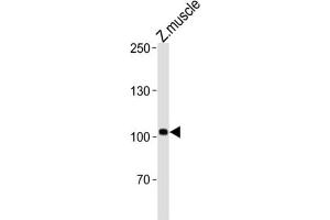 Western Blotting (WB) image for anti-Heart of Glass (HEG) antibody (ABIN3004655) (HEG 抗体)