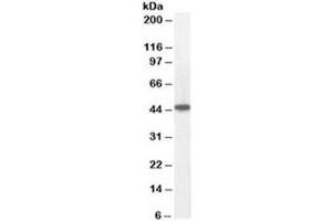 Western blot testing of human heart lysate with ACADM antibody at 0. (Medium-Chain Specific Acyl-CoA Dehydrogenase, Mitochondrial 抗体)