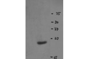 Western blot of Y14 antibody (clone 4C4) on HeLa cell extract (RBM8A 抗体)
