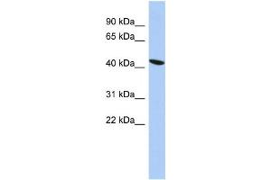Western Blotting (WB) image for anti-Zinc Finger Protein 71 (ZNF71) antibody (ABIN2458410) (ZNF71 抗体)