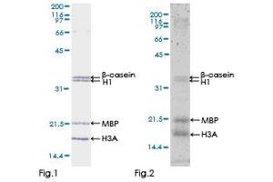 MAP3K7 Protein (AA 1-579) (GST tag)