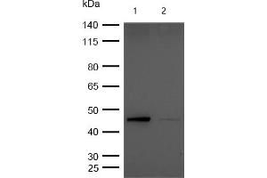 All lanes : Phospho-GSK3 beta (S9) Rabbit mAb at 1/1k dilution Lane 1 : Wild-type Hela cell lysate Lane 2 : Phospho-GSK3 beta (S9) knockdown Hela cell lysate Lysates/proteins at 20 μg per lane. (Recombinant GSK3 beta 抗体  (pSer9))