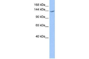 Western Blotting (WB) image for anti-Cache Domain Containing 1 (CACHD1) antibody (ABIN2459307) (CACHD1 抗体)