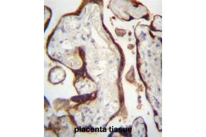 CSHL1 Antibody (C-term) immunohistochemistry analysis in formalin fixed and paraffin embedded human placenta tissue followed by peroxidase conjugation of the secondary antibody and DAB staining. (CSHL1 抗体  (C-Term))