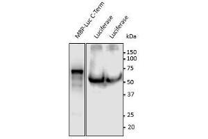 Anti-Luciferase Ab at 1/500 dilution, 293HEK transduced with lentivirus expressing luciferase,lysates at 100 gg per Iane, rabbit polyclonal to goat lgG (HRP) at 1/10,000 dilution, (Luciferase 抗体  (C-Term))