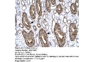 Human kidney (CLDN8 抗体  (C-Term))