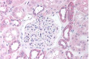 ABIN184783 (5µg/ml) staining of paraffin embedded Human Kidney Cortex. (PAX8 抗体  (N-Term))