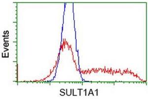 Image no. 2 for anti-Sulfotransferase Family, Cytosolic, 1A, Phenol-Preferring, Member 1 (SULT1A1) antibody (ABIN1501222) (SULT1A1 抗体)