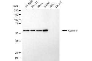Western blotting analysis using cyclin B1 antibody (ABIN7798187). (Cyclin B1 抗体)