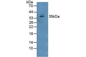Western blot analysis of Human Serum. (GDF15 抗体  (AA 195-308))
