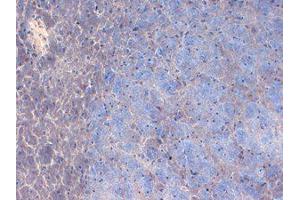 Immunohistochemistry (IHC) image for anti-Sodium Channel, Voltage-Gated, Type II, alpha Subunit (SCN2A) (C-Term) antibody (ABIN6658123)
