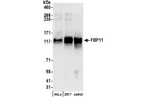 anti-PRP40 Pre-mRNA Processing Factor 40 Homolog A (PRPF40A) (AA 275-325) antibody