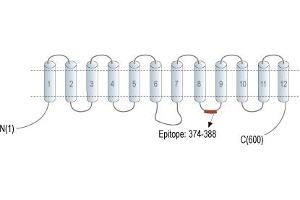 anti-Otopetrin 1 (OTOP1) (AA 374-388), (Intracellular Loop) antibody