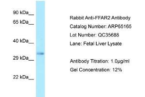 Western Blotting (WB) image for anti-Free Fatty Acid Receptor 2 (FFAR2) (C-Term) antibody (ABIN2790063) (FFAR2 抗体  (C-Term))