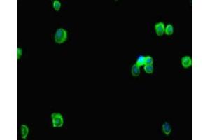 Immunofluorescent analysis of HepG2 cells using ABIN7167648 at dilution of 1:100 and Alexa Fluor 488-congugated AffiniPure Goat Anti-Rabbit IgG(H+L) (RTEL1 抗体  (AA 975-1219))