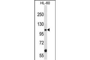 Western blot analysis in HL-60 cell line lysates (35ug/lane). (TAO Kinase 2 抗体  (AA 415-443))