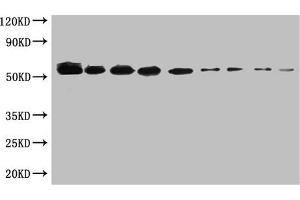 WB:SUMO-tagged fusion protein(20 ng/mL) was subjected to SDS-PAGE followed by Western Blot with ABIN7179961 at dilution of Lane 1:1000 Lane 4:8000 Lane 7:64000 Lane 2:2000 Lane 5:16000 Lane 8:128000 Lane 3:4000 Lane 6:32000 Lane 9:256000 Secondary Goat polyclonal to Mouse IgG at 1/5000 dilution Predicted band size:55kd Observed band size:55kd (SUMO Tag 抗体)