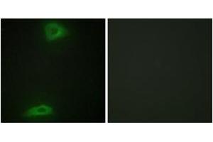 Immunofluorescence (IF) image for anti-ERGIC and Golgi 3 (ERGIC3) (AA 321-370) antibody (ABIN2889817) (ERGIC3 抗体  (AA 321-370))
