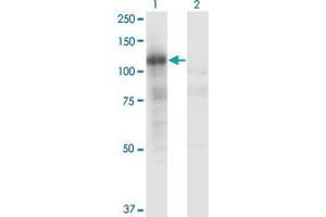 Western Blot analysis of PLCL2 expression in transfected 293T cell line by PLCL2 monoclonal antibody (M02), clone 1C7. (PLCL2 抗体  (AA 121-210))