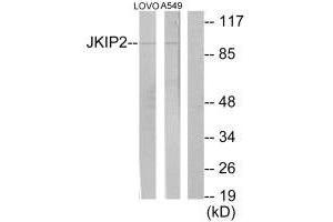 Western blot analysis of extracts from LOVO cells and A549 cells, using JKIP2 antibody. (JAKMIP2 抗体  (C-Term))