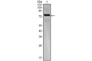 Western Blot showing KLHL25 antibody used against KLHL25 (AA: 2-230)-hIgGFc transfected HEK293 cell. (KLHL25 抗体)