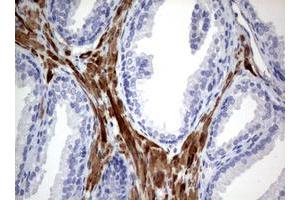 Image no. 6 for anti-Tuberous Sclerosis 1 (TSC1) (AA 836-1164) antibody (ABIN1491685)