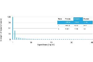 Protein Array (PAr) image for anti-Melanoma Associated Chondroitin Sulfate Proteoglycan (MCSP) antibody (ABIN7456098) (NG2 抗体)