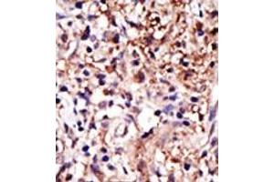 Image no. 2 for anti-Cell Cycle Associated Protein 1 (Caprin-1) (C-Term) antibody (ABIN357728) (Caprin-1 抗体  (C-Term))