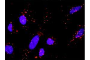 Proximity Ligation Analysis of protein-protein interactions between GSK3B and AXIN1. (Axin 抗体  (AA 643-740))