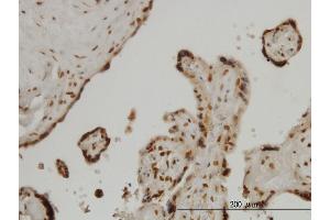 Immunoperoxidase of monoclonal antibody to FOXA2 on formalin-fixed paraffin-embedded human placenta. (FOXA2 抗体  (AA 363-457))