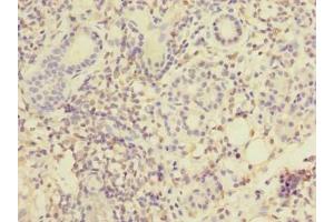 Immunohistochemistry of paraffin-embedded human pancreatic tissue using ABIN7159469 at dilution of 1:100 (MPPED1 抗体  (AA 1-326))