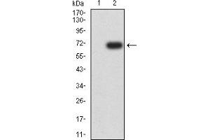 Western blot analysis using CD5 mAb against HEK293 (1) and CD5 (AA: extra 25-372)-hIgGFc transfected HEK293 (2) cell lysate. (CD5 抗体  (AA 25-372))