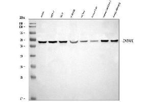 Western blot analysis of hnRNP L/HNRNPL using anti-hnRNP L/HNRNPL antibody (ABIN7600130).